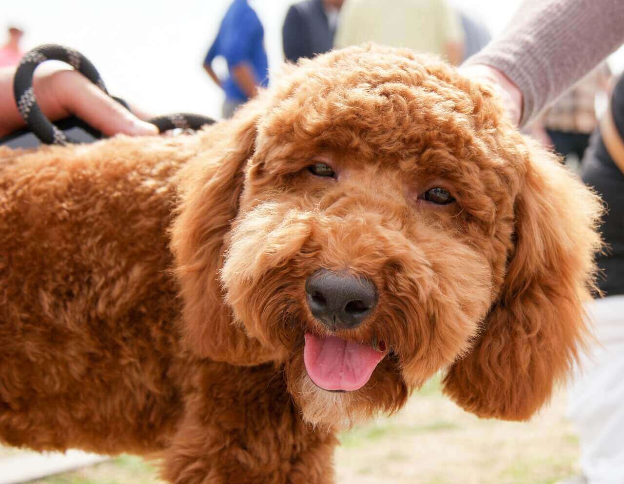 Pet Friendly